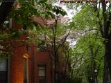 Dusk Doorway, Damp Blossoms, St. Germain St., Boston