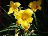 Yellow Lilly Blooms, Minuteman Bikeway, Arlington