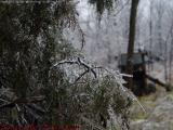Iced Bushes and Machinery, Groveland, NY