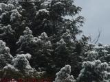 Snow Laden Evergreen, Harvard, Mass.
