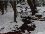 Winter Brook Cutting Through Wooded Snow