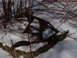 Abandoned Spring Box in Snow, Groveland, NY