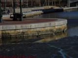 Ducks and Geese in Thawing Lechmere Canal, Cambridgeside