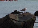 Seal and Gull, Low Tide at Gloucester, Mass.