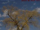 Early Spring Willows, Salem Willows Park, Salem, Mass.