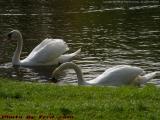 A Pair of Swans, Boston Public Garden
