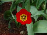 Pansy Study, Boston Public Garden