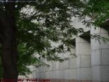 Architecture Study With Tree, Hynes Convention Center