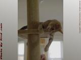 Penny on a Platform, Playful Kitten, Medford, Mass.