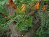 Sunset Fronds Before the Willow Tree, Groveland, NY