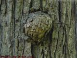 Tree Wart, Groveland, NY
