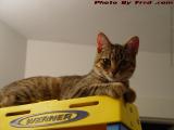 Top Cat at the Ladder's Apex, Penny in Lynn, Mass.