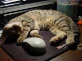 How To Relax:  Cat and Mouse, Penny, Lynn, Mass.