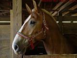 Resting Horse, Topsfield Fair