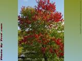 Foliage Accent of Red, Connecticut Turnpike