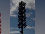 Cellular Tower in Disguise, Connecticut Turnpike
