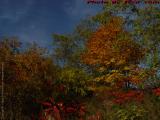 Backyard Foliage Display, Southwest Lynn, Massachusetts