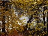 Afternoon Reflections With Foliage, Lynn, Massachusetts