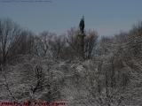 Memorial Rising From Iced Bushes, Boston Common
