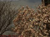Dogwood Blossoms Under A Threatening Sky, Boston In Bloom
