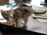 The Little Kitten Who Stayed, Penny, Medford, Mass.