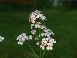 Light Spring Blooms, Groveland, NY