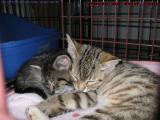 Best Friends Forever - Or At Least Until Naptime Ends...