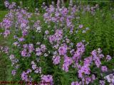 Purple Phlox, Groveland, New York