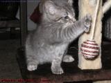 Don't Break My Concentration, I've Got It! (Medford)
