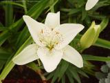 White Lily, Boston Public Garden