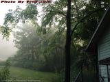 Verdant Morning With Sun and Fog, Groveland, New York