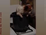 Hot Dog! What's For Dinner? Curious Pup, Medford, Mass.