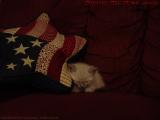 Furball Almost Lost Under a Star, Sylvia in a Recliner