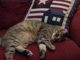 Penny, Lounging at Home, Lynn, Massachusetts