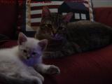 Penny and Sylvia, Posing Together, Lynn, Massachusetts