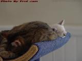 Penny and Sylvia, Sharing a Siesta Perch, Lynn, Mass.