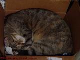 A Box Full of Penny, Lynn, Massachusetts