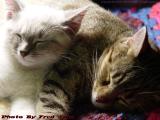 Sylvia & Penny, BFF, Kitten and Cat Sleeping Together