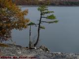 Fir Hanging on the Edge Over Breeds Pond, Lynn, Mass.