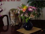 Penny Posing With Birthday Flowers, Lynn, Massachusetts