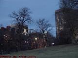 Early Spring Remnants of Holiday Lighting, Boston Common