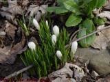 White Crocus Buds in Early Spring, Groveland, New York