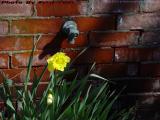 Daffodil and Water Spigot, Somerville, Massachusetts