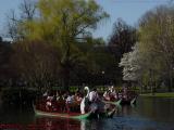 Traffic Jam in the Swan Boat Pond, Boston Public Garden
