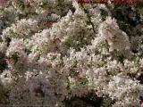 A Riot of Blossoms, Boston Public Garden