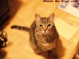 Penny Posing in Available Light, Lynn, Massachusetts