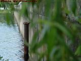 Valve Head, Fens Outlet Into the Charles, Boston Esplanade