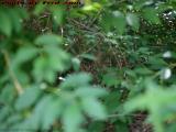 Mighty Huntress Penny Peering From the Forsythia Jungle