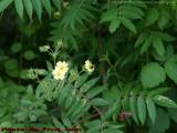Feeding Time at a Flower, Pollenation in Progress