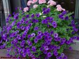 Flower Arrangement, Copley Area, Boston, Massachusetts